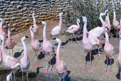 SA Zoo Caribbean Flamingos 2025